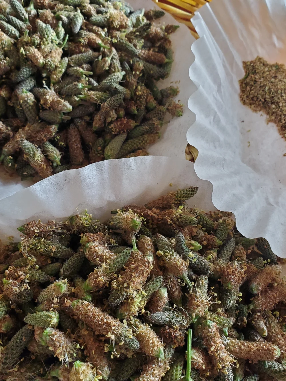 Psyllium Husks Dried Herb